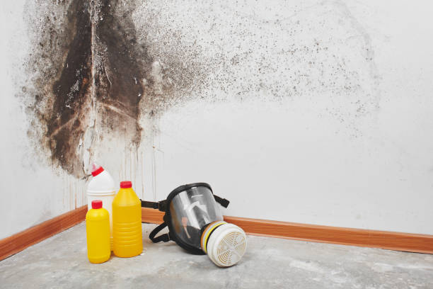 Best Toxic Mold Removal  in Benson, NC